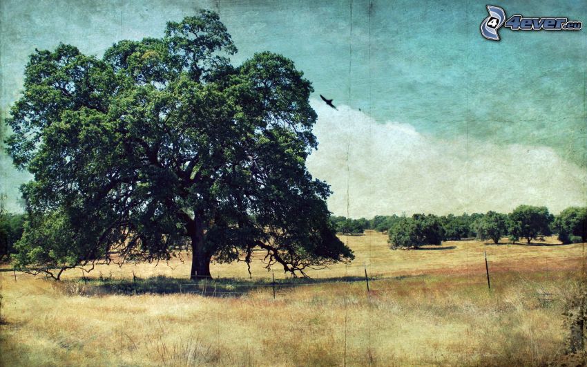 tree over the field, huge tree, trees, old photographs