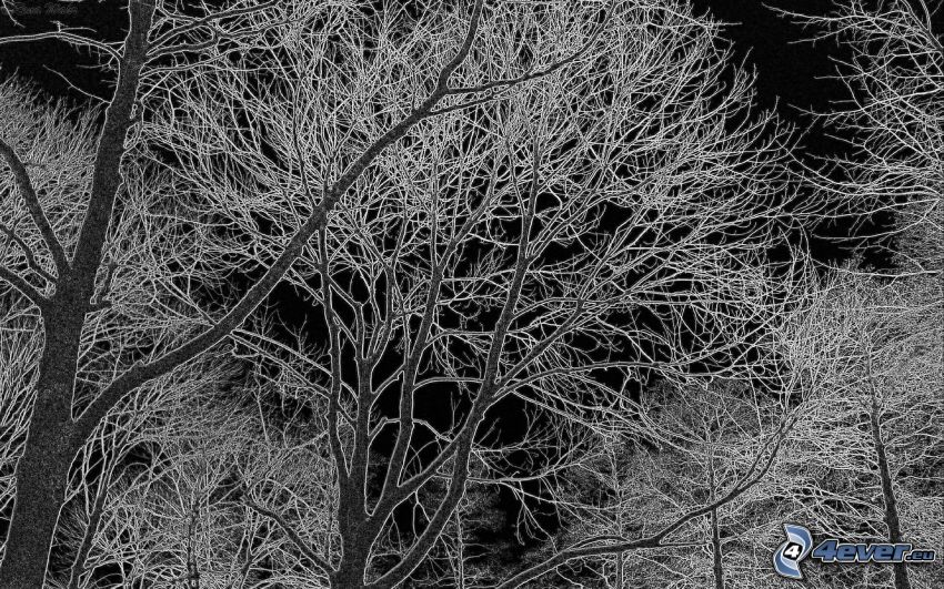 trees, black and white photo