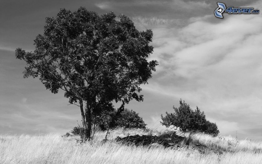 trees, black and white photo