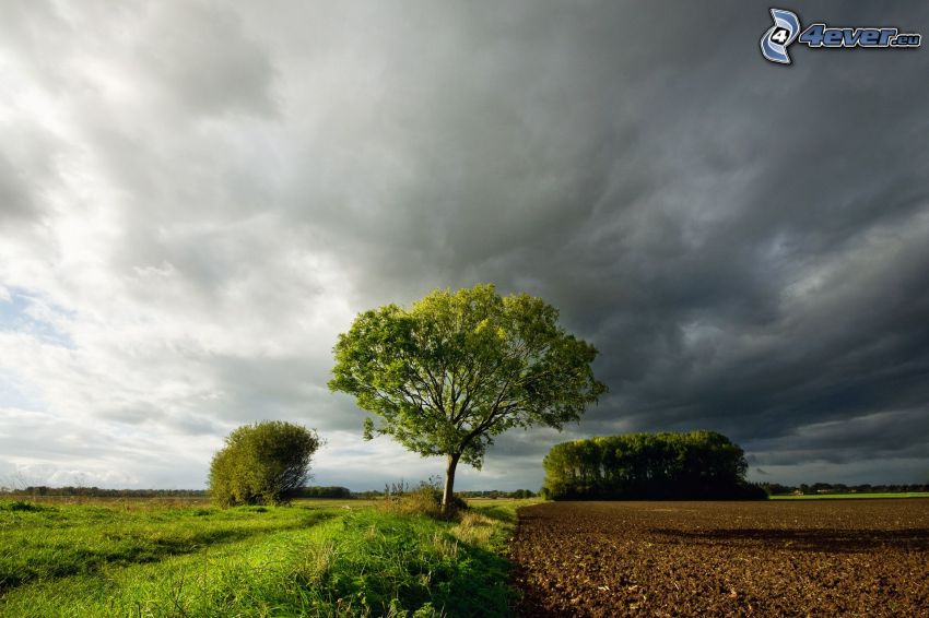 trees, field, clouds