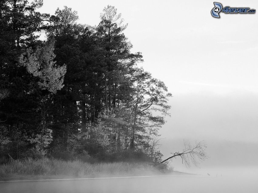 trees, fog, black and white