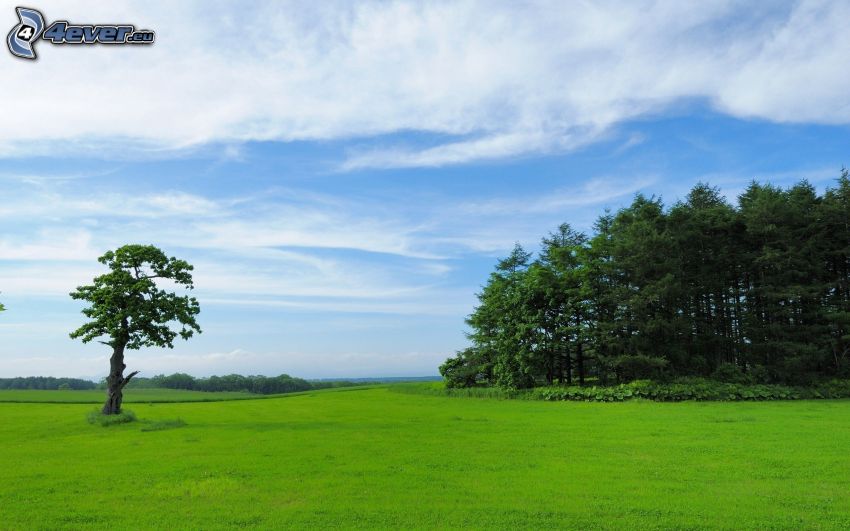 trees, lonely tree, green meadow, sky