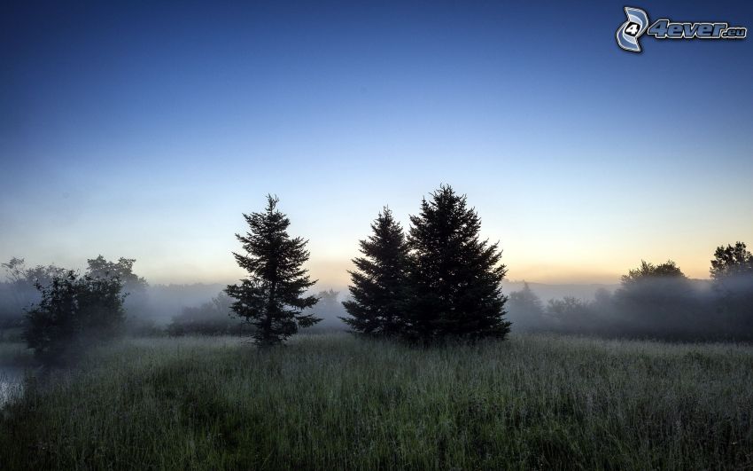trees, meadow, ground fog
