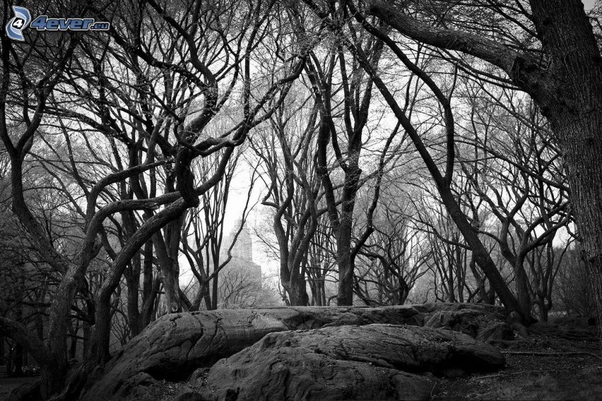 trees, rock, black and white
