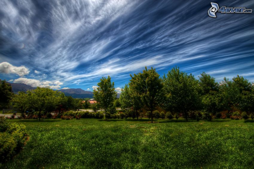 trees, sky, clouds, grass, HDR