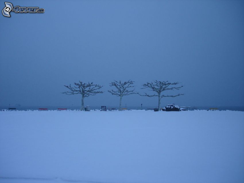 trees, snowy meadow