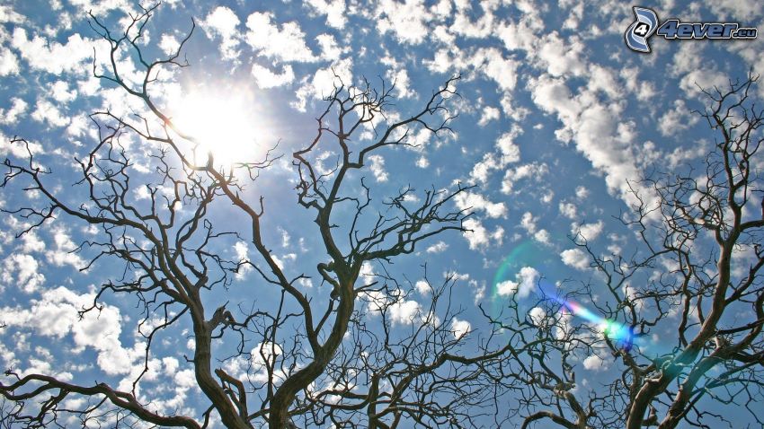 treetops, branches, sky, clouds, sun