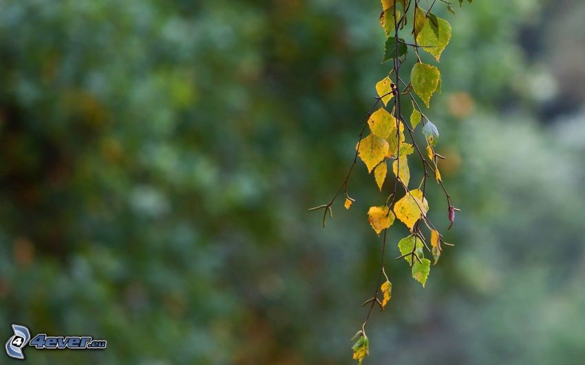 twig, birch, green leaves