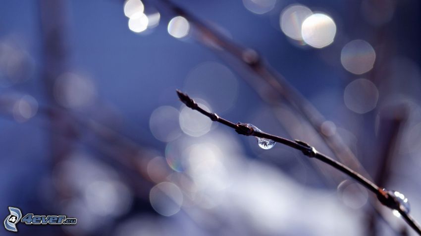 twig, drop of water