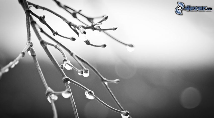 twig, drops of water, black and white