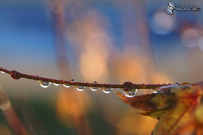 twig, drops of water