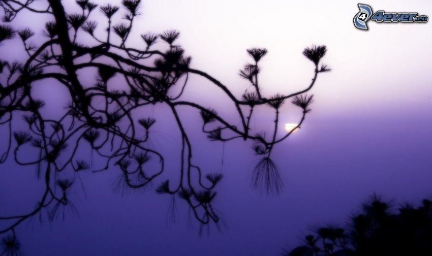 twig, silhouette, purple sky