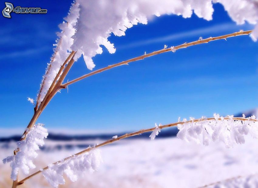 twig, snow