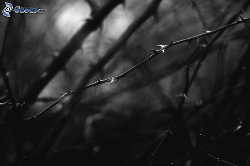 twig, spines, black and white