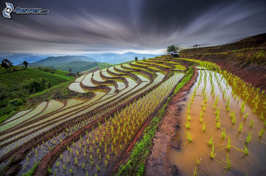 vietnamese rice fields, dark clouds