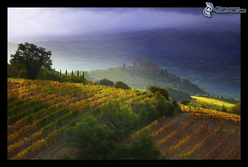 vineyard, castle, view of the landscape