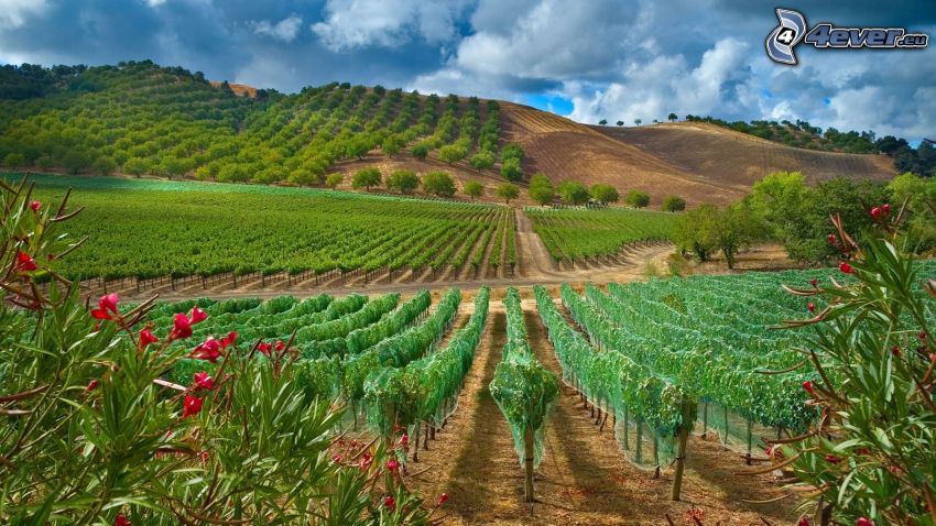 vineyard, red flowers, hills