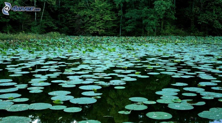 water lilies, lake