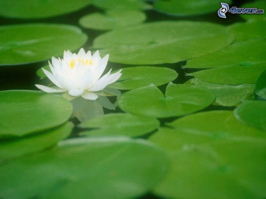 water lily, leaves