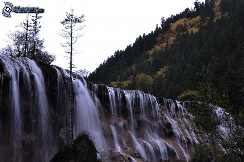 waterfall, coniferous trees