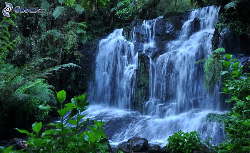 waterfall, ferns, greenery