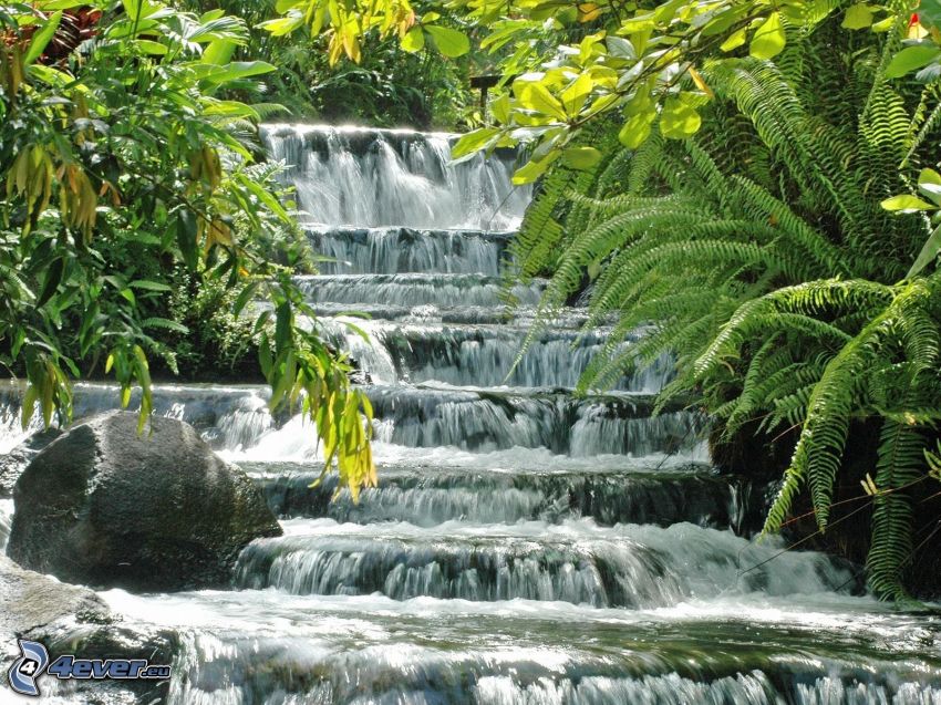 waterfall, ferns