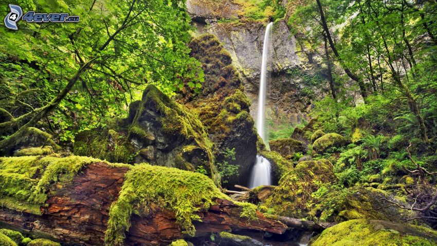 waterfall, greenery, rocks