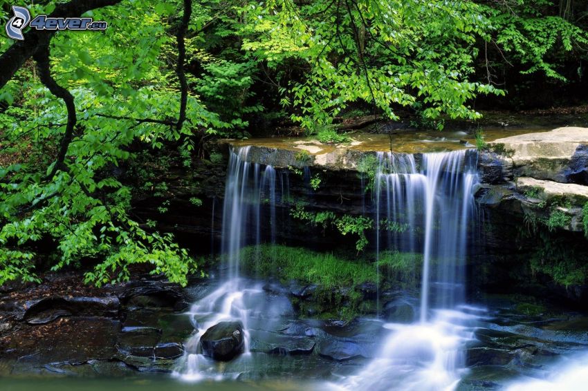 waterfall, tree, River
