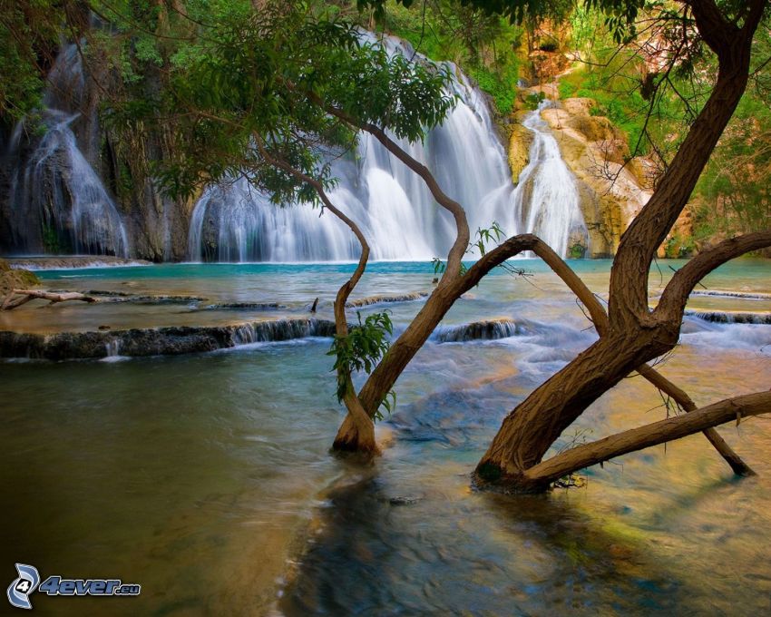 waterfall, tree