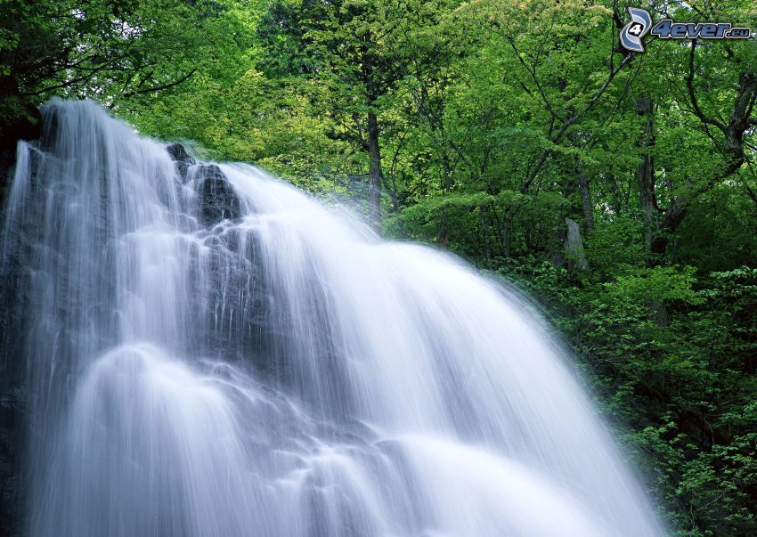 waterfall in the forest, green trees