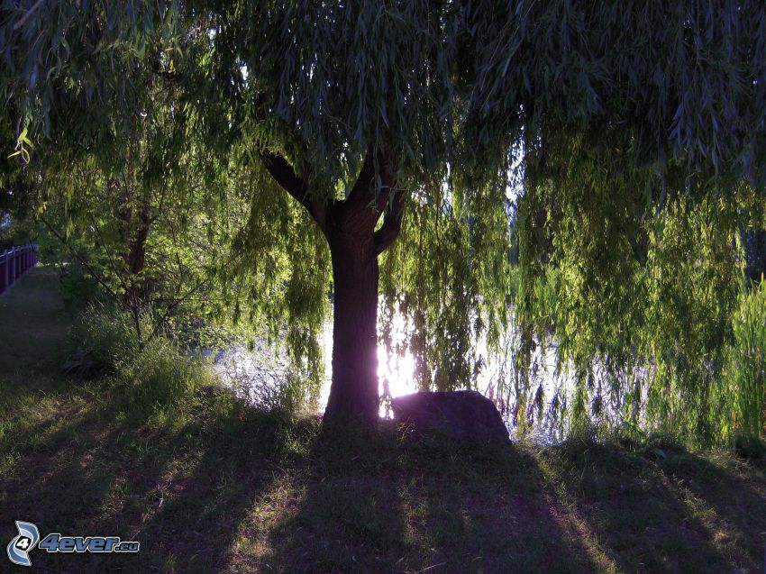 willow, lake, reflection of the sun