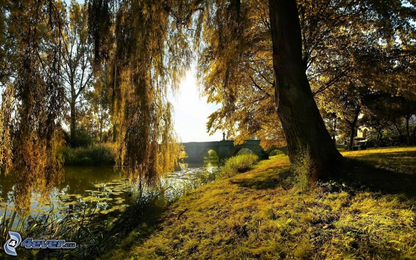 willow, stone bridge, River