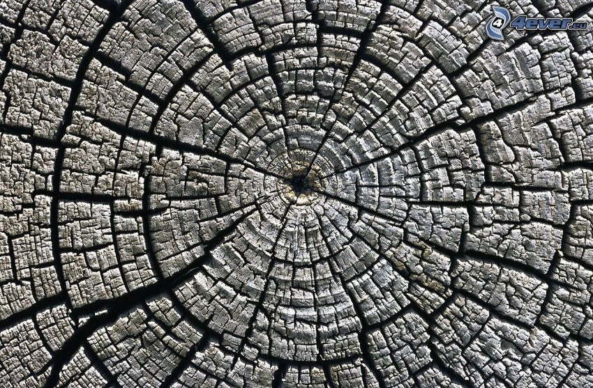 wood, cracks, tree rings