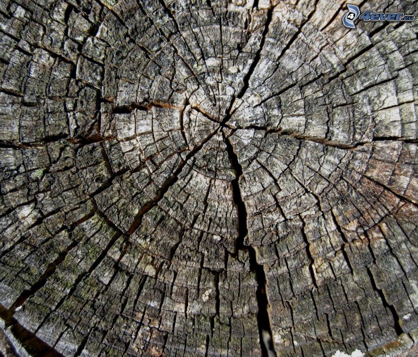 wood, cracks