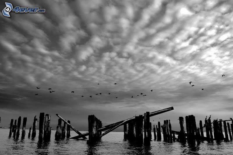 wood, sea, clouds, birds, black and white
