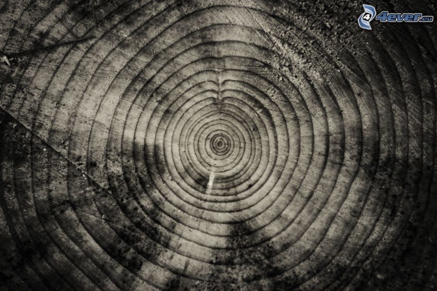 wood, tree rings, black and white photo
