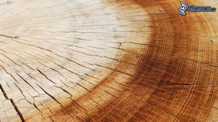 wood, tree rings, cracks