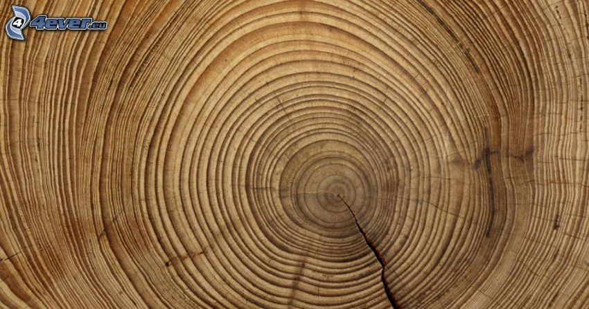 wood, tree rings
