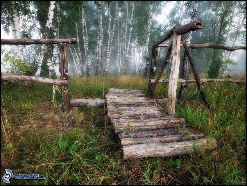 wooden bridge, birch forest, grass, fog