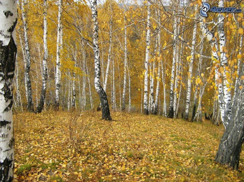 yellow autumn forest, birches, fallen leaves