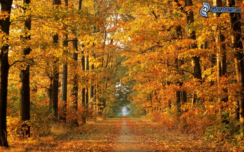yellow autumn forest, road through forest