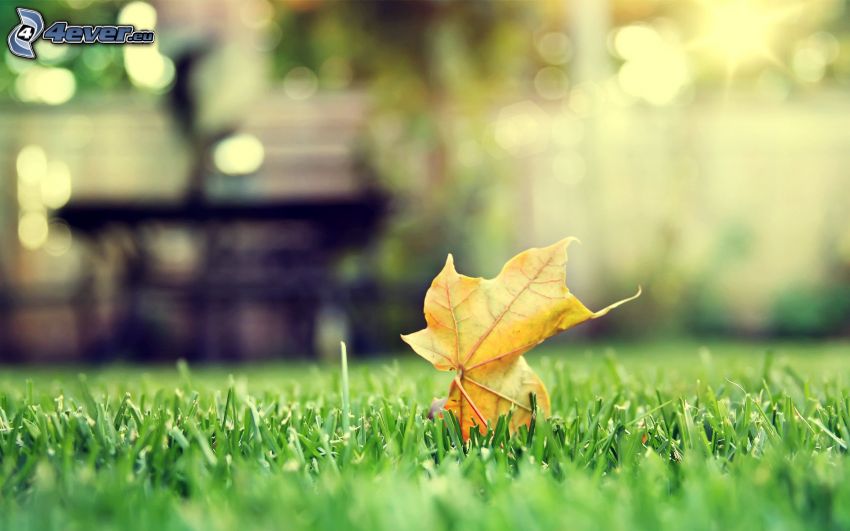 yellow autumn leaf, grass