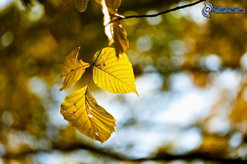 yellow autumn leaf, twig