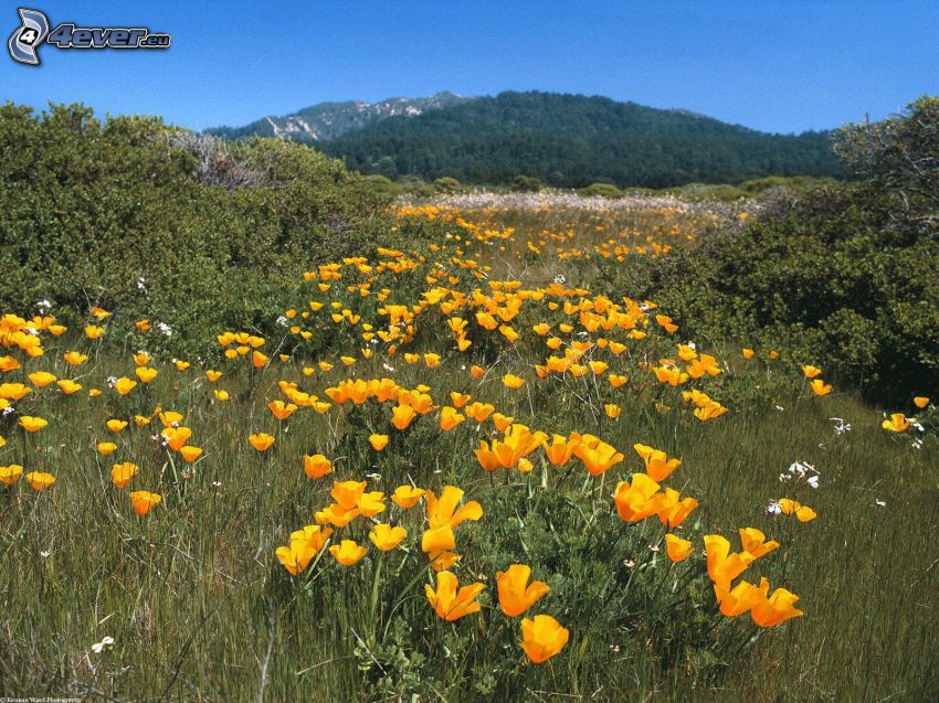 yellow flowers, mountain, meadow