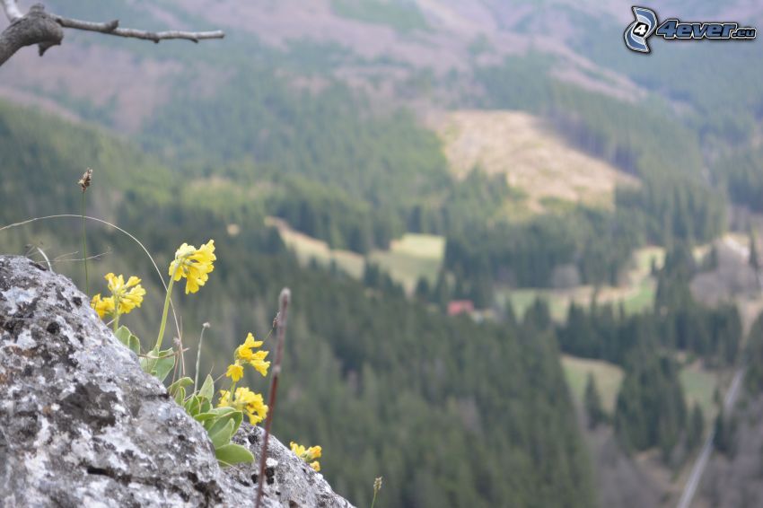 yellow flowers, rock, mountain, view
