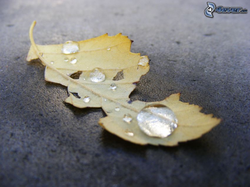 yellow leaf, drops of water