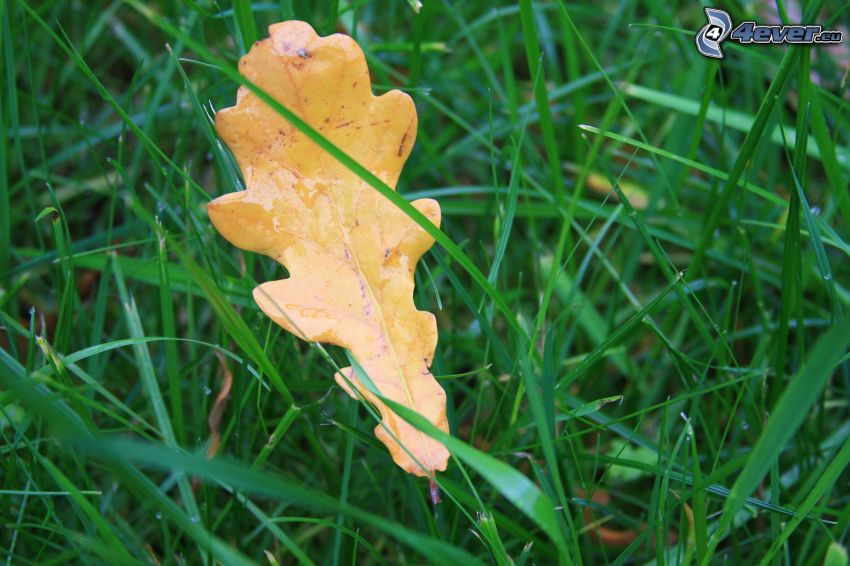 yellow leaf, grass