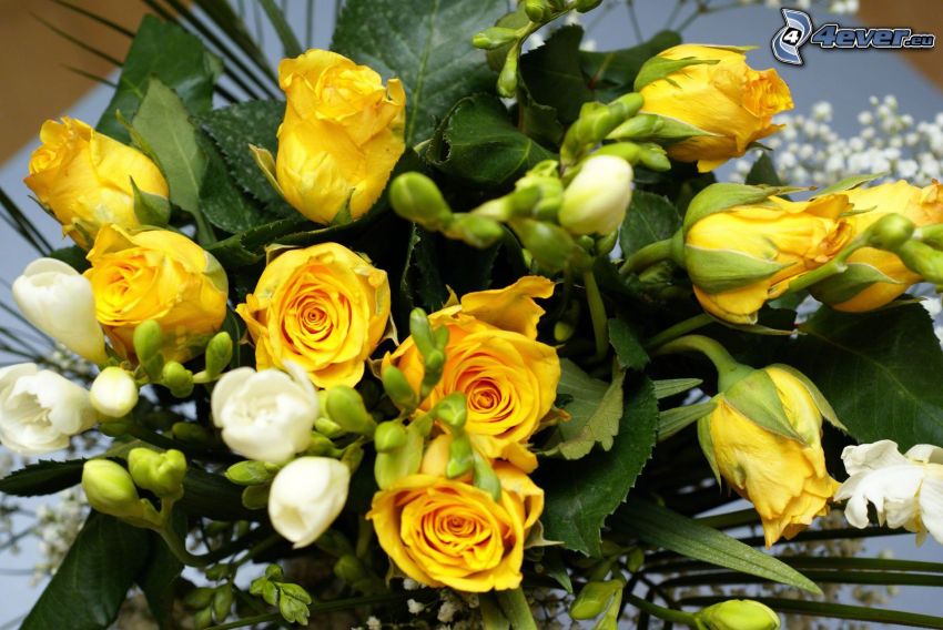 yellow roses, bouquet of roses