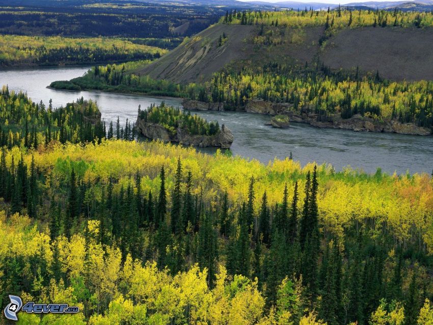 Yukon River, coniferous forest, yellow trees