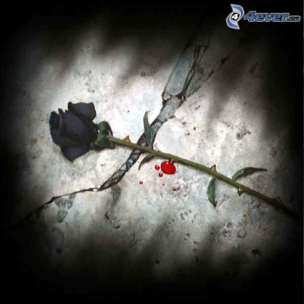 black rose, blood